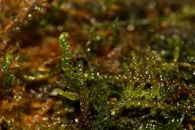 Attēlu rezultāti vaicājumam “Drepanocladus aduncus”