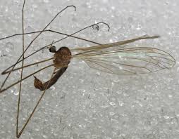 Attēlu rezultāti vaicājumam “Limoniidae”