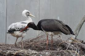 Attēlu rezultāti vaicājumam “Ciconia nigra nest”