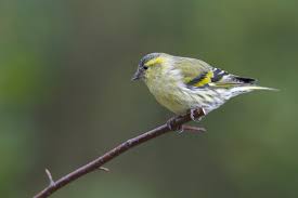 Attēlu rezultāti vaicājumam “Carduelis spinus”