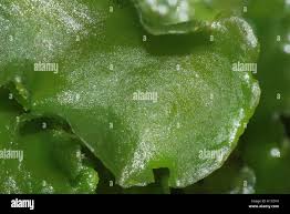 Attēlu rezultāti vaicājumam “Aneura pinguis”