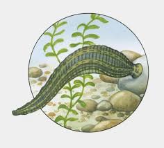 Attēlu rezultāti vaicājumam “Haemopis sanguisuga”