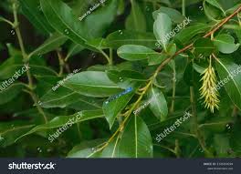 Attēlu rezultāti vaicājumam “Salix pentandra fruit”