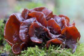 Attēlu rezultāti vaicājumam “Tremella foliacea”