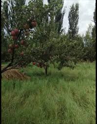 Image result for Империя Кошар