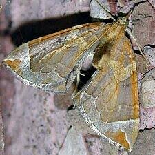 Attēlu rezultāti vaicājumam “Eulithis testata”