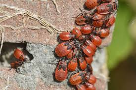 Attēlu rezultāti vaicājumam “Pyrrhocoris apterus imago”
