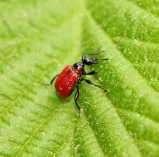 Attēlu rezultāti vaicājumam “Apoderus coryli”