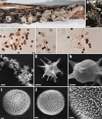Attēlu rezultāti vaicājumam “Physarum pezizoideum macro”