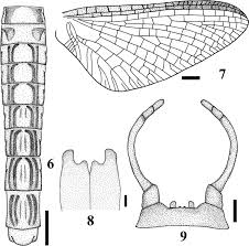 Attēlu rezultāti vaicājumam “Ephemera sp.”