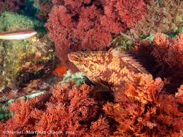 Image result for Labrus bergylta