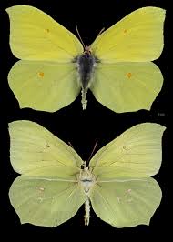 Attēlu rezultāti vaicājumam “Gonepteryx rhamni upperside”