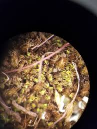 Attēlu rezultāti vaicājumam “Hymenostylium recurvirostrum”