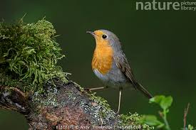 Image result for Erithacus rubecula