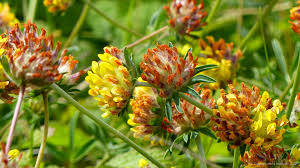 Image result for Anthyllis vulneraria rubra