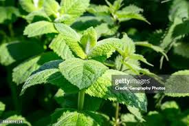 Attēlu rezultāti vaicājumam “Mentha spicata leaf”