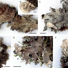 Attēlu rezultāti vaicājumam “Peltigera praetextata”