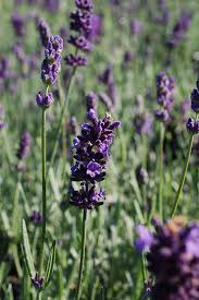 Attēlu rezultāti vaicājumam “Lavandula angustifolia flower”