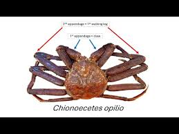 Image result for Chionoecetes opilio