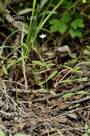 Attēlu rezultāti vaicājumam “Moehringia lateriflora flower”