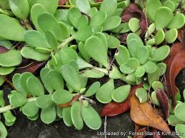 Attēlu rezultāti vaicājumam “Senecio”