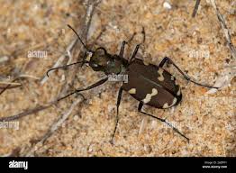Attēlu rezultāti vaicājumam “Cicindela hybrida”