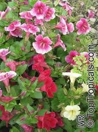 Image result for Mimulus x hybrida