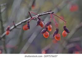 Attēlu rezultāti vaicājumam “Euonymus verrucosus fruit”