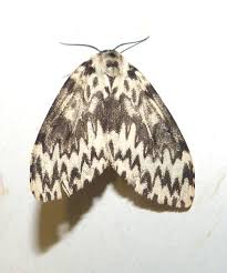 Attēlu rezultāti vaicājumam “Lymantria monacha imago”