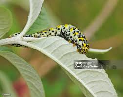 Attēlu rezultāti vaicājumam “Cucullia verbasci”