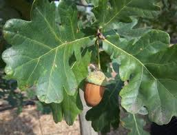 Attēlu rezultāti vaicājumam “Quercus robur fruit”