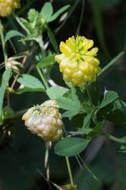 Attēlu rezultāti vaicājumam “Trifolium aureum leaf”