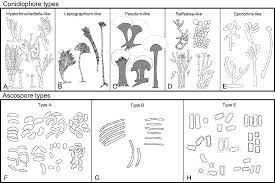 Attēlu rezultāti vaicājumam “Ophiostoma polyporicola”