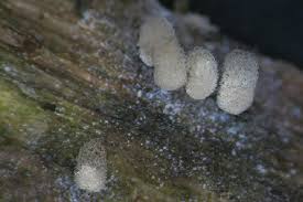 Attēlu rezultāti vaicājumam “Heterotrichia oerstedii (syn. Arcyria oerstedii) macro”