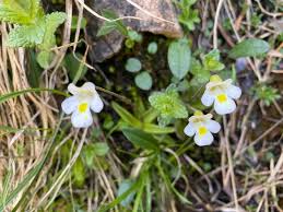 Attēlu rezultāti vaicājumam “Pinguicula alpina flower”