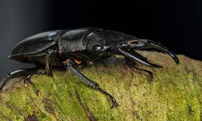 Attēlu rezultāti vaicājumam “Dorcus parallelopipedus”