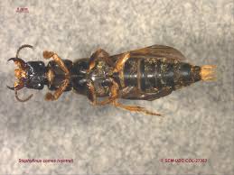 Attēlu rezultāti vaicājumam “Platydracus fulvipes”