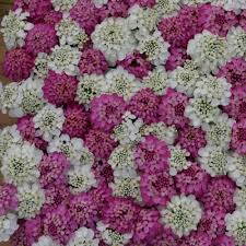 Image result for Iberis umbellata