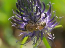 Attēlu rezultāti vaicājumam “Phyteuma spicatum bud”