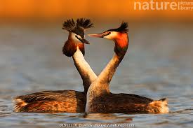 Attēlu rezultāti vaicājumam “Podiceps cristatus”