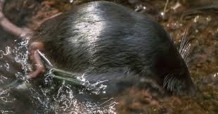 Attēlu rezultāti vaicājumam “Diderma roanense macro”