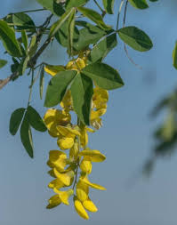 Attēlu rezultāti vaicājumam “Laburnum anagyroides flower”