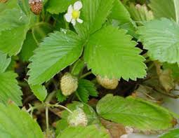 Attēlu rezultāti vaicājumam “Fragaria moschata”