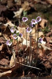 Attēlu rezultāti vaicājumam “Hepatica nobilis flower”