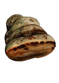 Attēlu rezultāti vaicājumam “Phellinus alni”