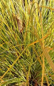Attēlu rezultāti vaicājumam “Carex loliacea fruit”