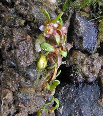 Attēlu rezultāti vaicājumam “Elatine hydropiper leaf”
