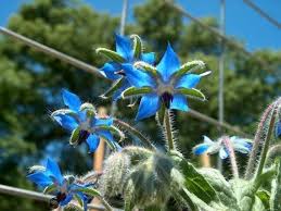 Attēlu rezultāti vaicājumam “Borago officinalis flower”