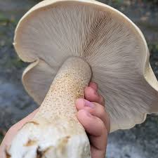 Image result for macrocybe titans