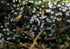 Attēlu rezultāti vaicājumam “Badhamia lilacina”